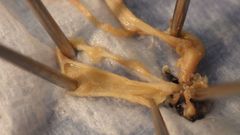 Oreohelix strigosa depressa