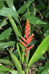 Vriesea