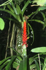 Vriesea