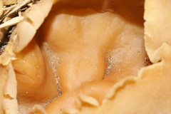 Peziza repanda image