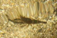 Macrobrachium olfersii