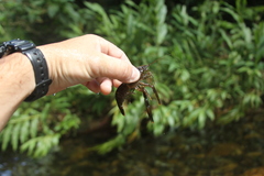 Macrobrachium olfersii