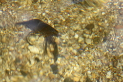 Macrobrachium olfersii