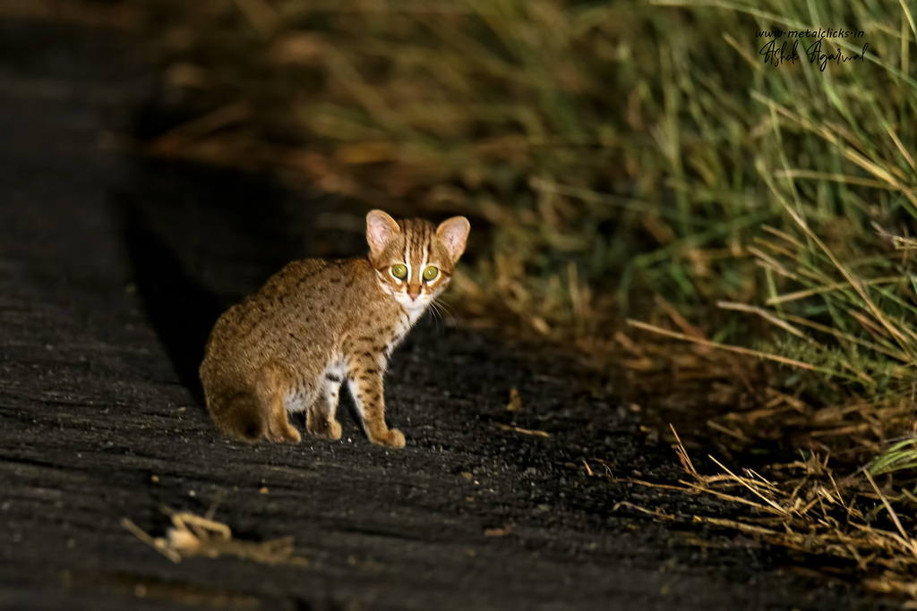 Rusty-Spotted Cat