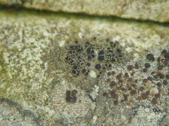 Rinodina