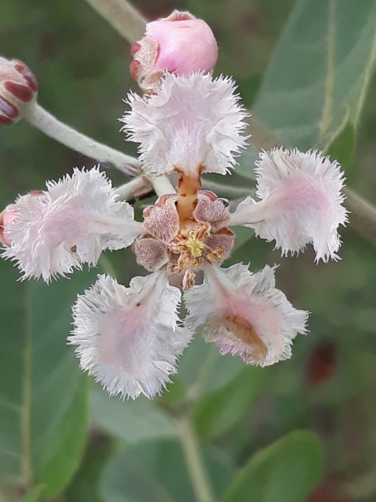 Banisteriopsis variabilis