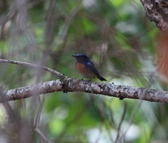 Cyornis rubeculoides