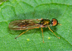 Sargus fasciatus