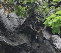 Indicator xanthonotus