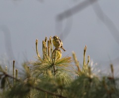 Chloris spinoides