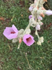 Malacothamnus orbiculatus