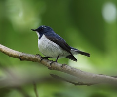 Ficedula superciliaris