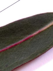 Eucalyptus nitens
