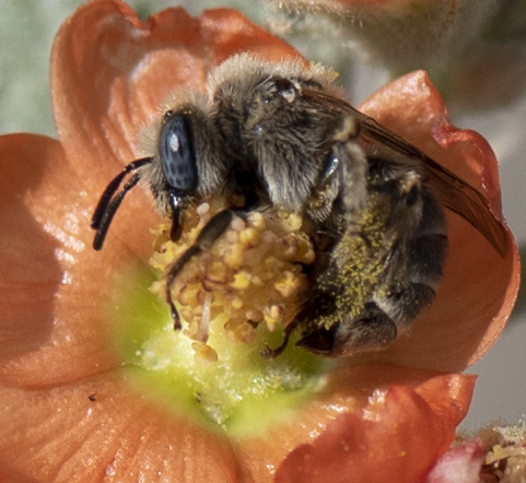 Globe Mallow Bee from West Richland, WA, USA on June 23, 2017 at 05:06 ...