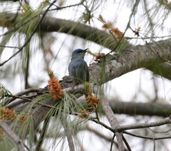 Cyornis unicolor