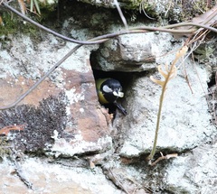 Parus monticolus