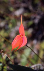 Masdevallia veitchiana