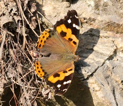 Vanessa indica indica