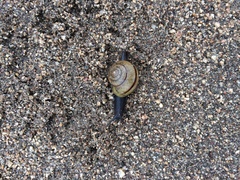 Helminthoglypta stiversiana