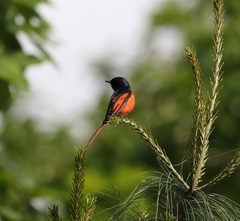 Pericrocotus ethologus