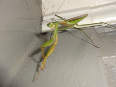 Tenodera sinensis