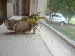 Tenodera sinensis