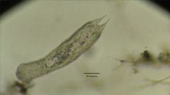 Lepidodermella