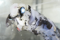 Vampyroteuthis infernalis