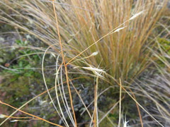 Chionochloa rubra