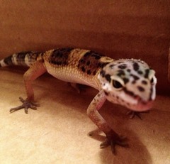 Eublepharis macularius