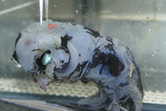 Vampyroteuthis infernalis