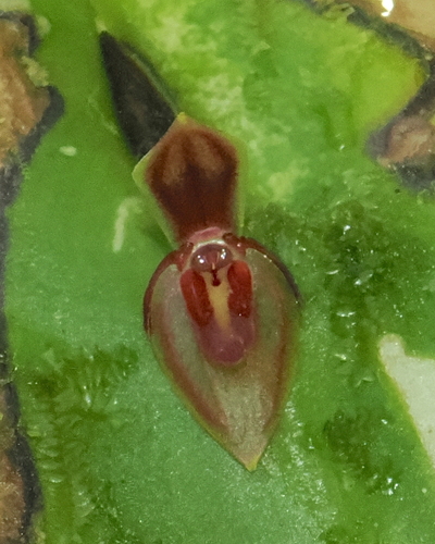 Pleurothallis fossulata, photograph 1