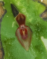 Pleurothallis fossulata