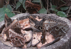 Morpho helenor montezuma