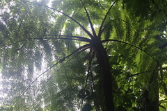 Cyathea schiedeana