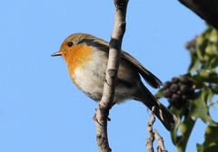 Erithacus rubecula