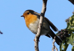 Erithacus rubecula