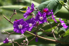 Angiospermae