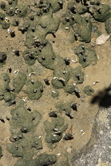 Leptuca leptodactyla