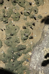 Leptuca leptodactyla