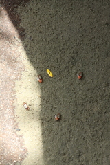 Leptuca uruguayensis