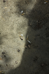 Leptuca leptodactyla