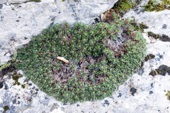Saxifraga canaliculata