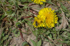 Anasimyia bilinearis