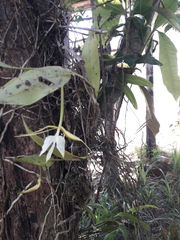 Epidendrum nocturnum
