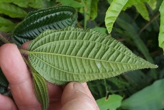 Miconia australis