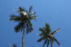 Cocos nucifera