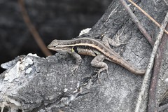 Sceloporus variabilis marmoratus