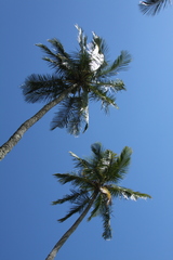Cocos nucifera