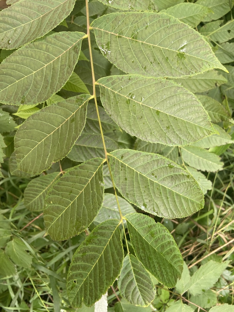 eastern black walnut from South Hero Island, Grand Isle, VT, US on July ...